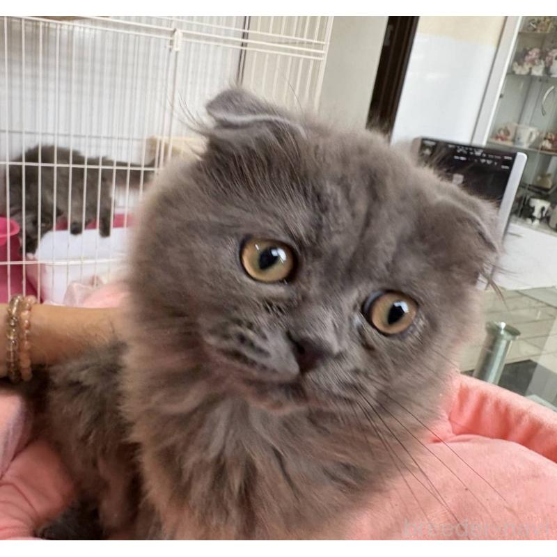 販売中の愛知県のスコティッシュフォールド(折れ耳)-134012の5枚目