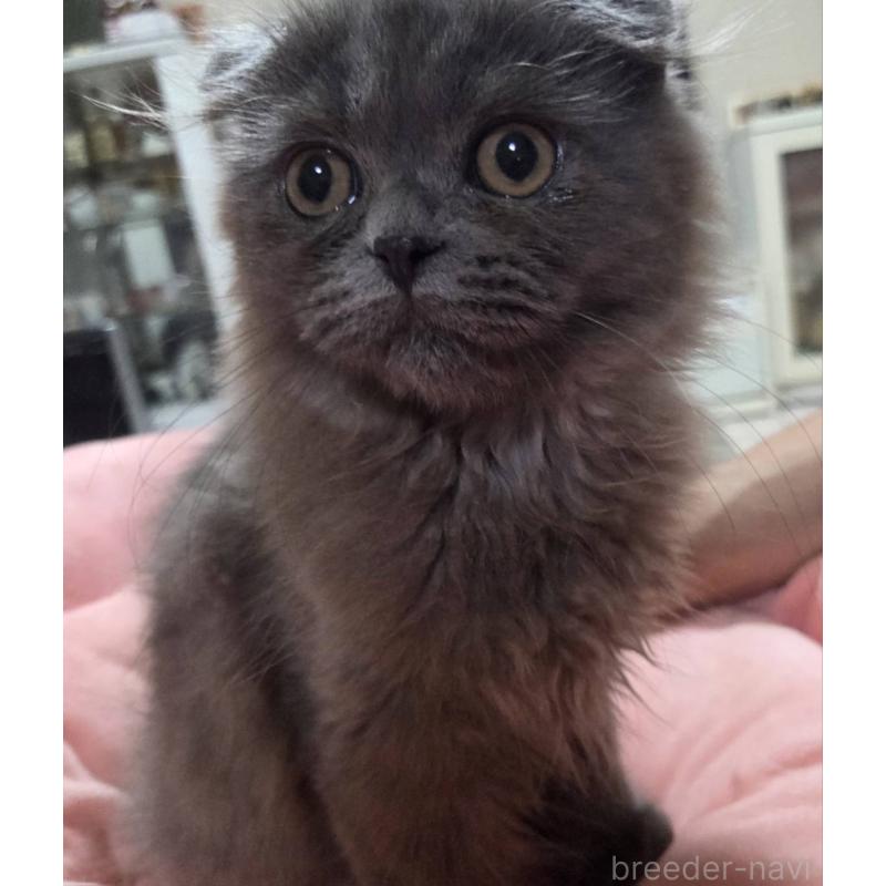 販売中の愛知県のスコティッシュフォールド(折れ耳)-134012の3枚目