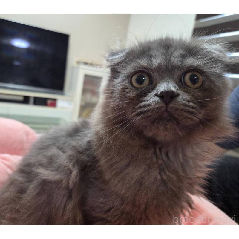 販売中の愛知県のスコティッシュフォールド(折れ耳)-134012の2枚目