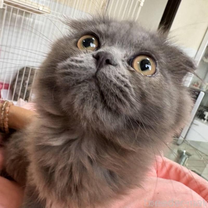 販売中の愛知県のスコティッシュフォールド(折れ耳)-134012