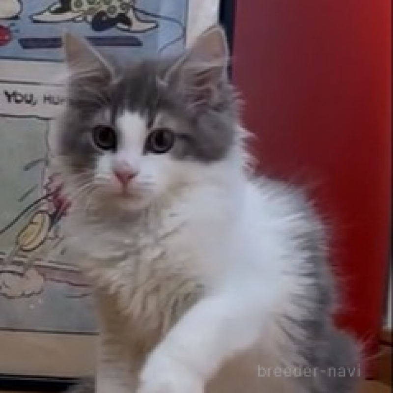 販売中の愛知県のノルウェージャンフォレストキャット-134017