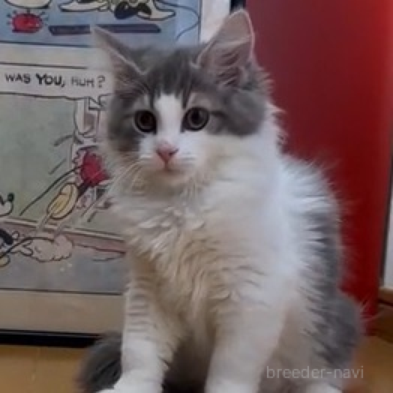 販売中の愛知県のノルウェージャンフォレストキャット-134018