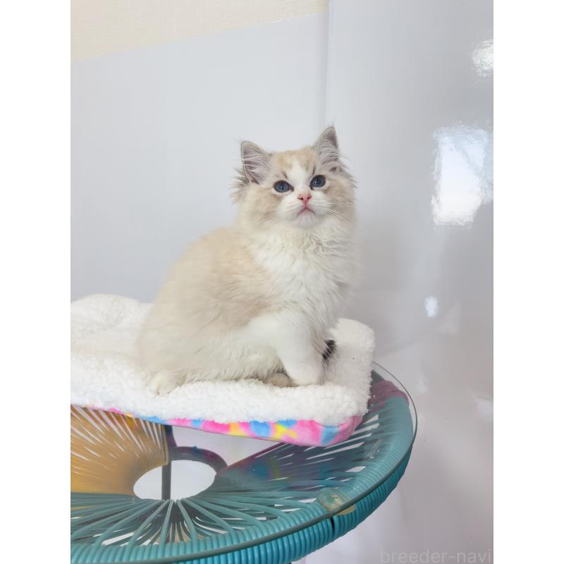 販売中の福岡県のラグドール-130332