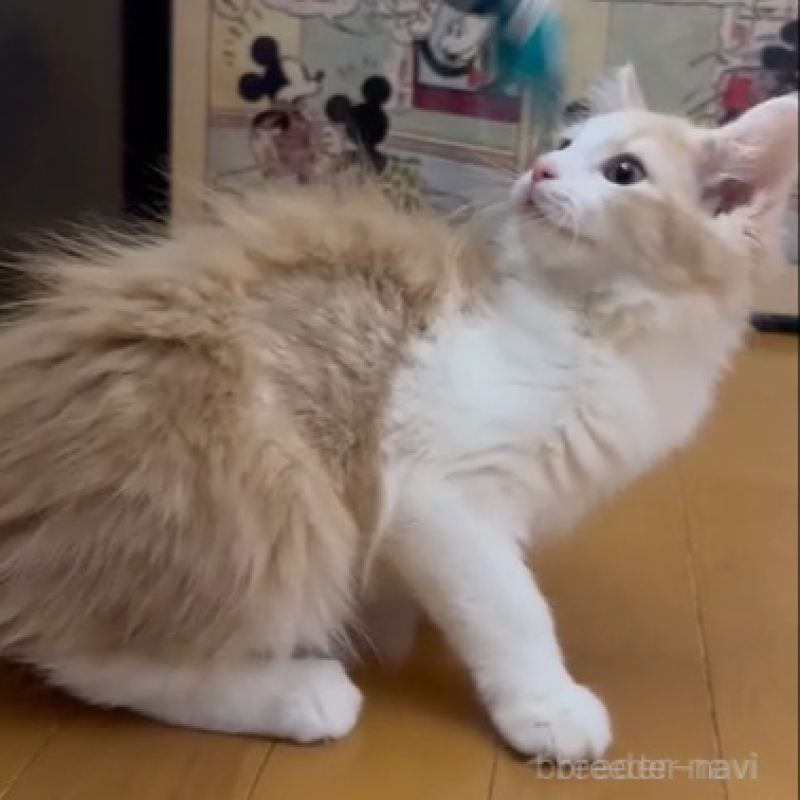 販売中の愛知県のノルウェージャンフォレストキャット-134019