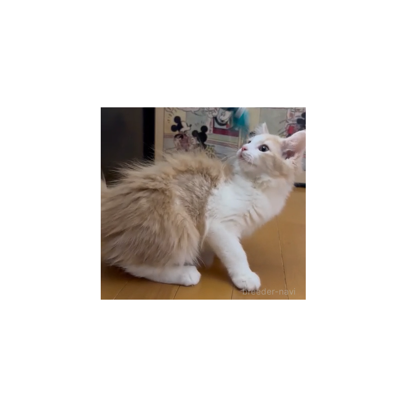 販売中の愛知県のノルウェージャンフォレストキャット-134019の2枚目