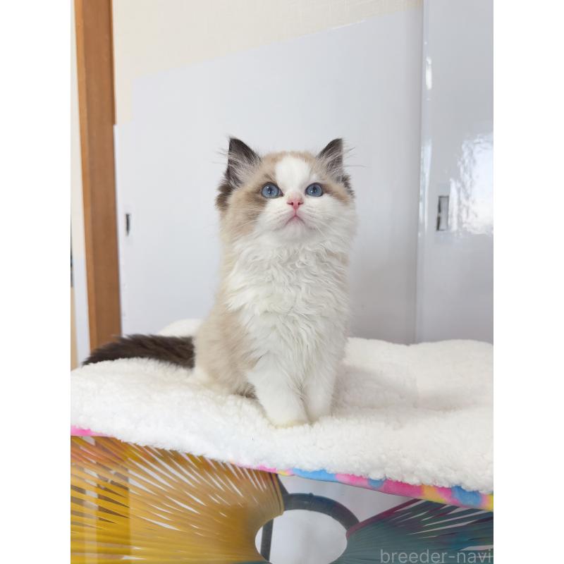 販売中の福岡県のラグドール-130333