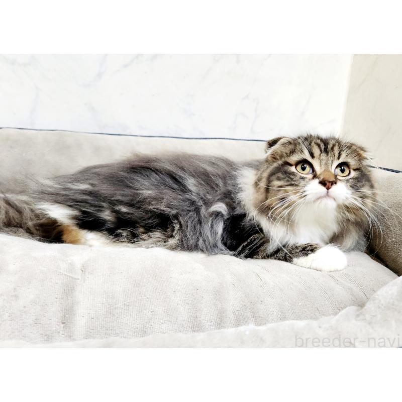 販売中の北海道のスコティッシュフォールド-128403の4枚目