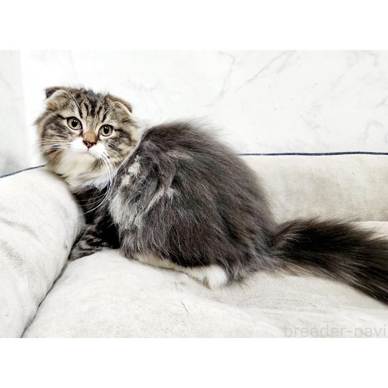 販売中の北海道のスコティッシュフォールド-128403の3枚目