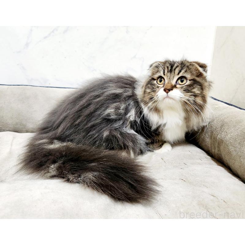 販売中の北海道のスコティッシュフォールド-128403の2枚目