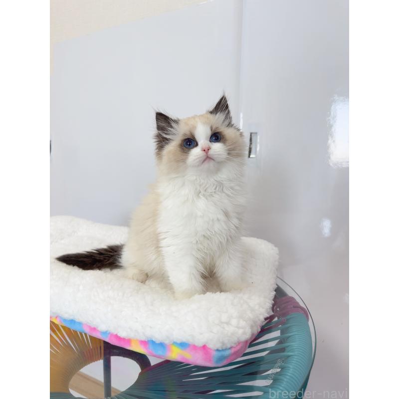 販売中の福岡県のラグドール-130334