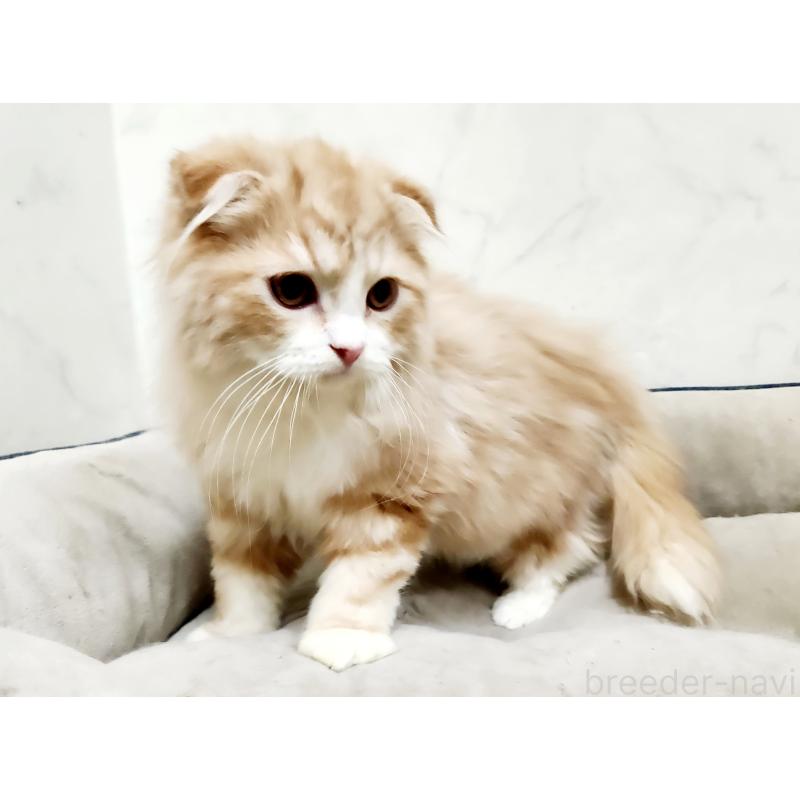 販売中の北海道のスコティッシュフォールド-128404の5枚目