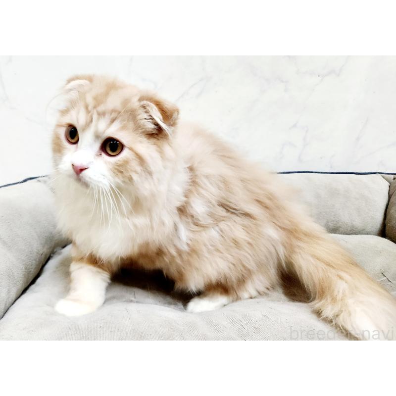 販売中の北海道のスコティッシュフォールド-128404の4枚目