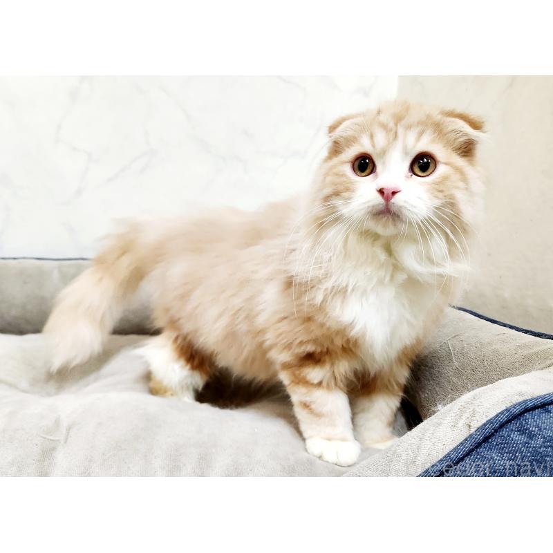 販売中の北海道のスコティッシュフォールド-128404の3枚目