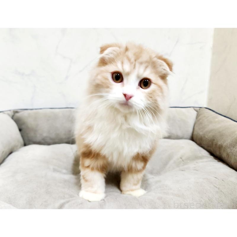 販売中の北海道のスコティッシュフォールド-128404の2枚目