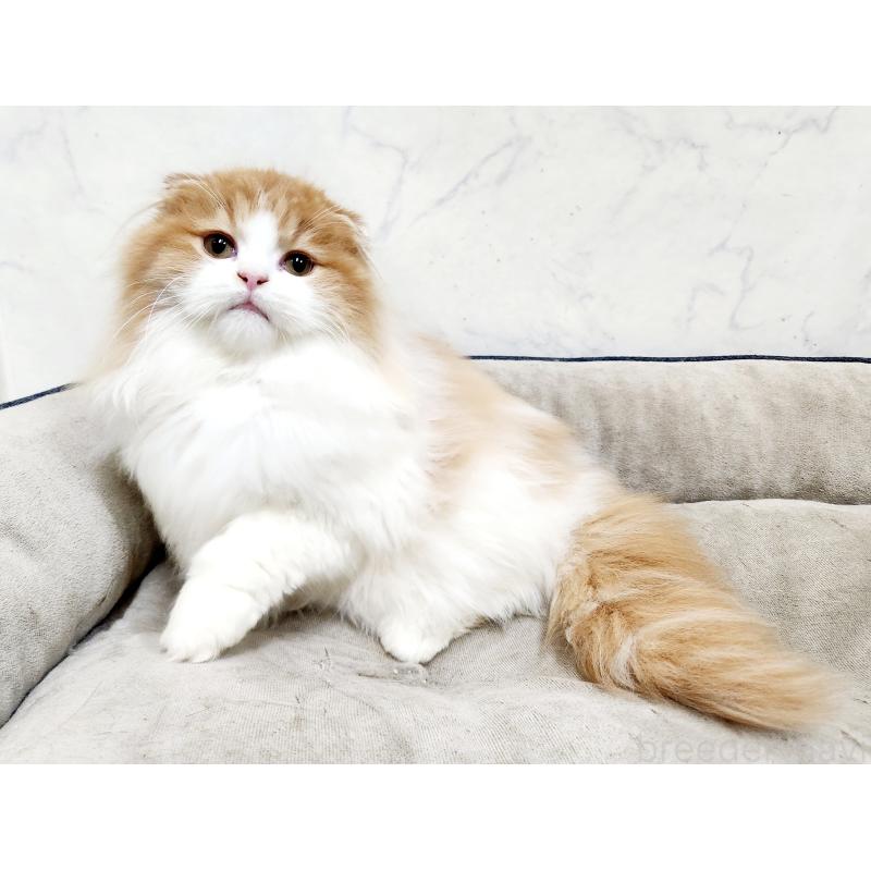 販売中の北海道のスコティッシュフォールド-128405の5枚目