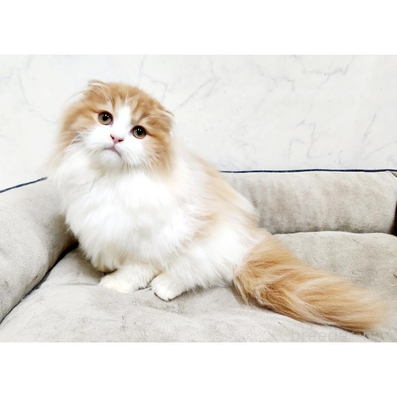 販売中の北海道のスコティッシュフォールド-128405の4枚目