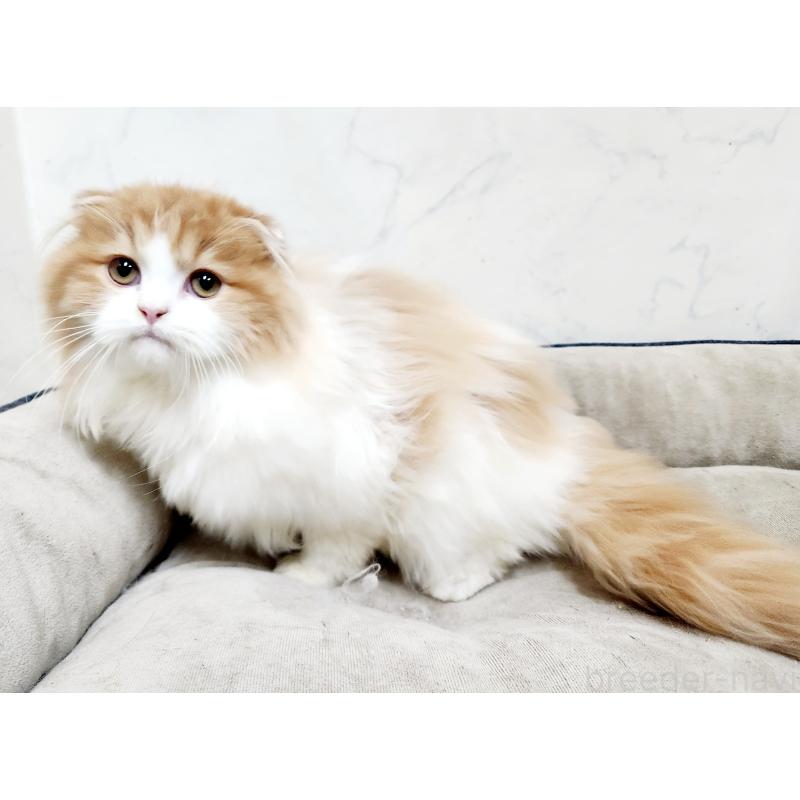 販売中の北海道のスコティッシュフォールド-128405の3枚目