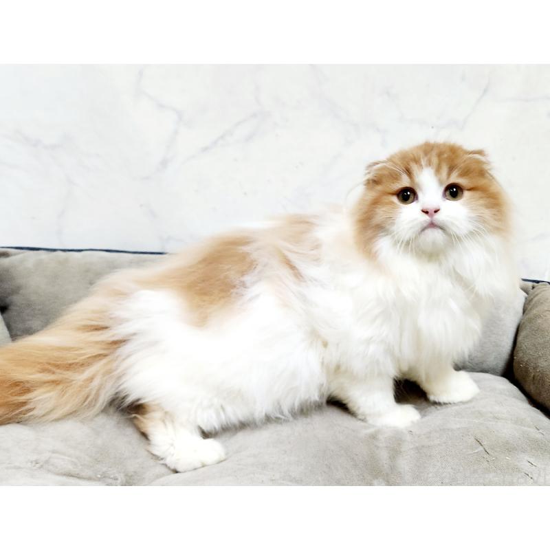 販売中の北海道のスコティッシュフォールド-128405の2枚目