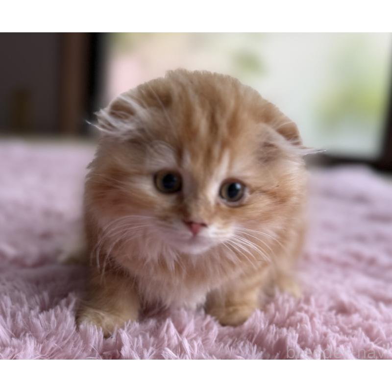 販売中の千葉県のスコティッシュフォールド-134021の5枚目