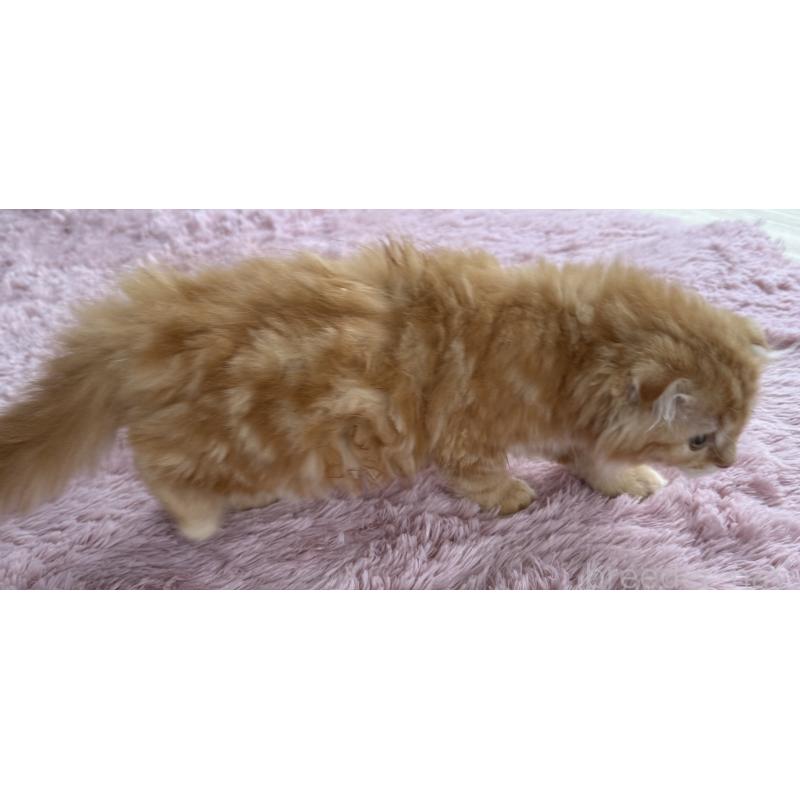 販売中の千葉県のスコティッシュフォールド-134021の4枚目