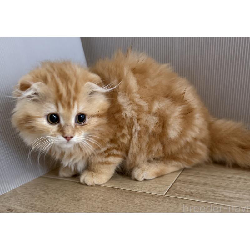 販売中の千葉県のスコティッシュフォールド-134021の3枚目