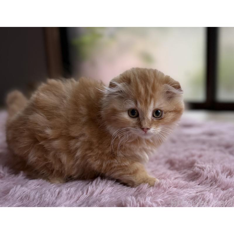 販売中の千葉県のスコティッシュフォールド-134021の2枚目