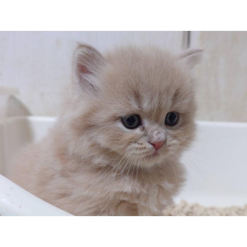 販売中の愛知県のマンチカン-134020の8枚目