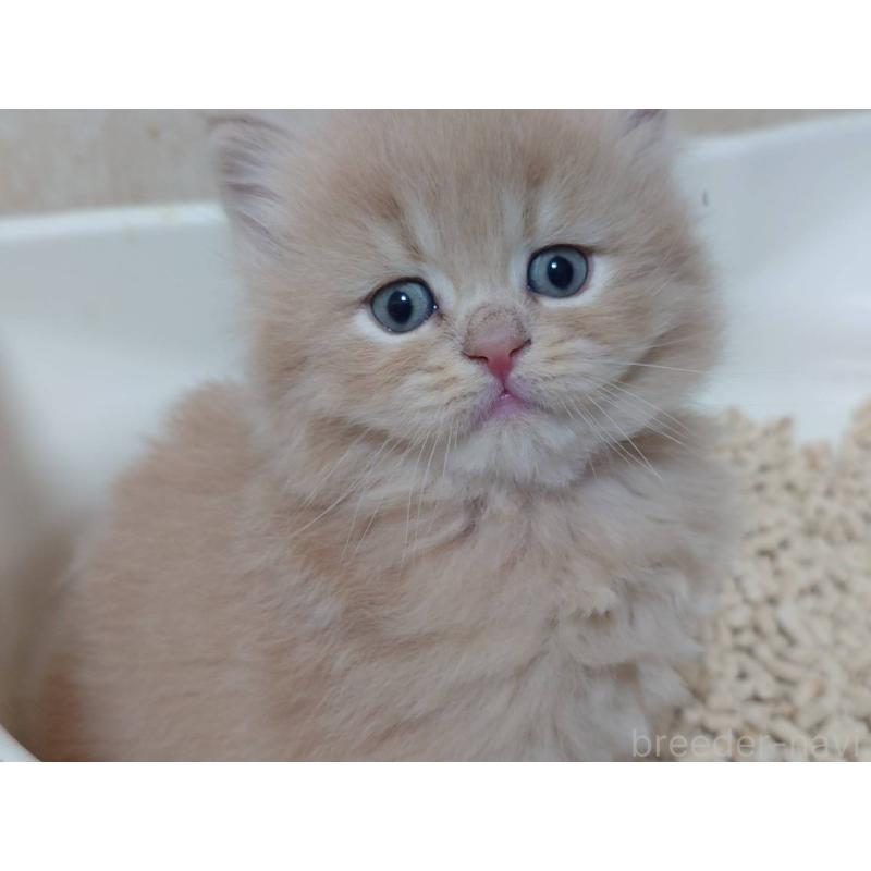 販売中の愛知県のマンチカン-134020の7枚目