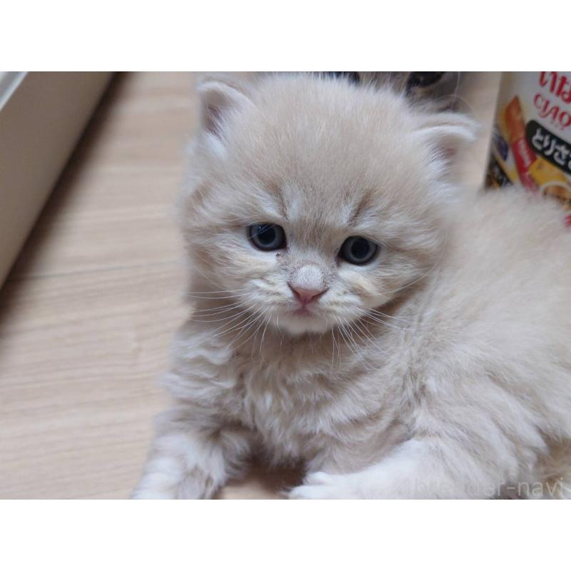 販売中の愛知県のマンチカン-134020の6枚目