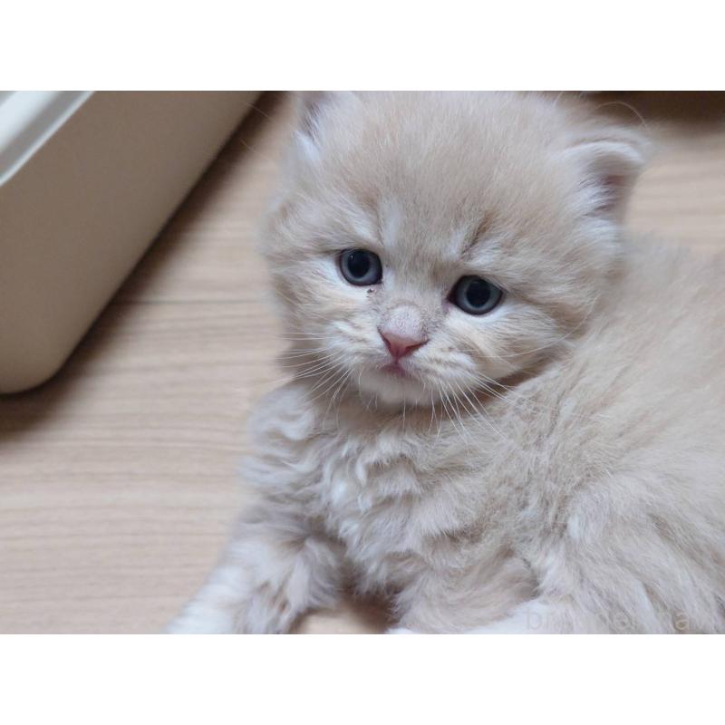 販売中の愛知県のマンチカン-134020の5枚目