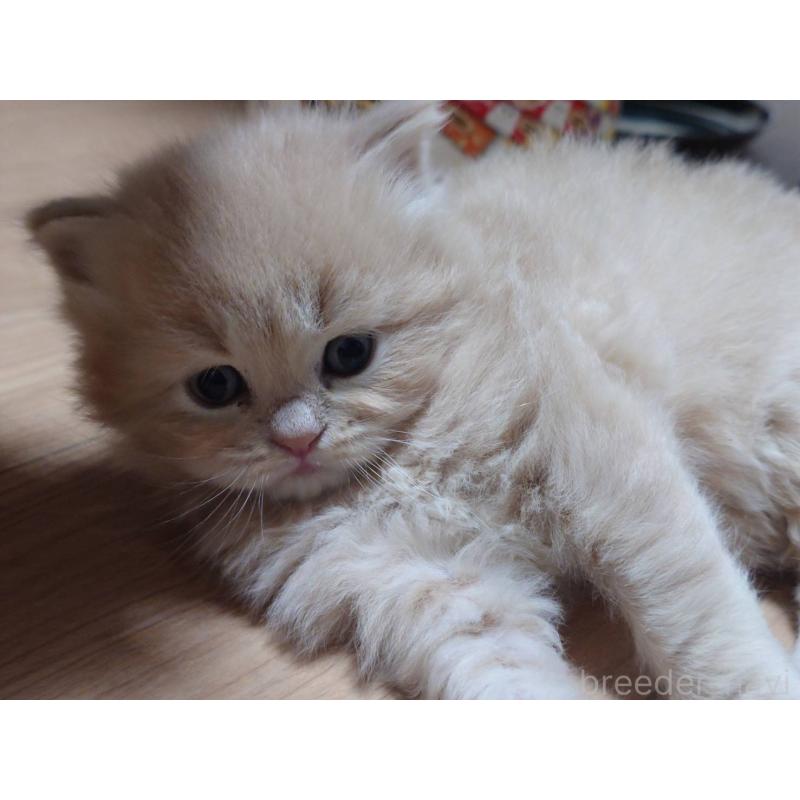 販売中の愛知県のマンチカン-134020の3枚目