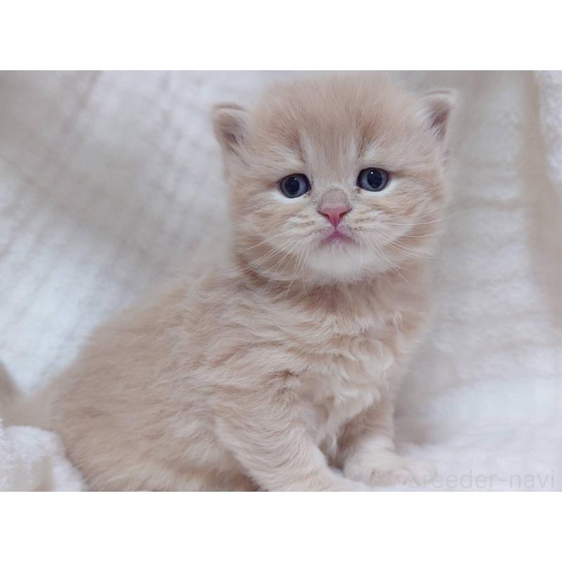 販売中の愛知県のマンチカン-134020の4枚目