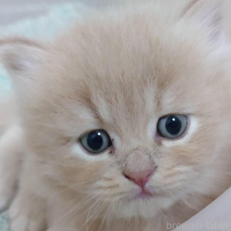 販売中の愛知県のマンチカン-134020の1枚目