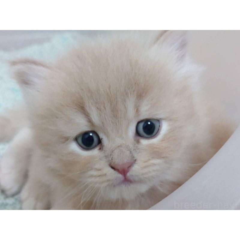 販売中の愛知県のマンチカン-134020の2枚目