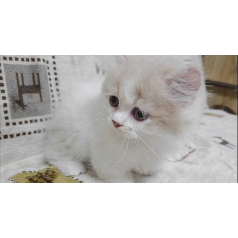 販売中の愛知県のマンチカン(短足)-134022の5枚目