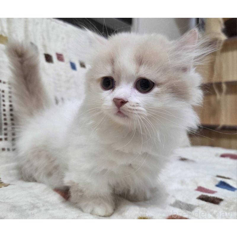 販売中の愛知県のマンチカン(短足)-134022の4枚目