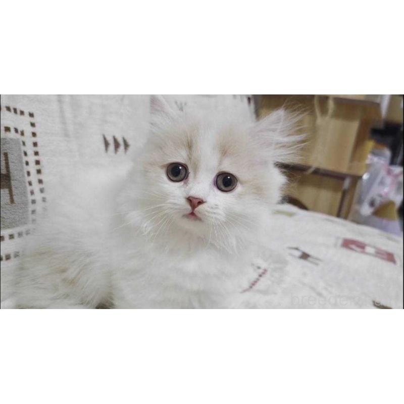 販売中の愛知県のマンチカン(短足)-134022の3枚目