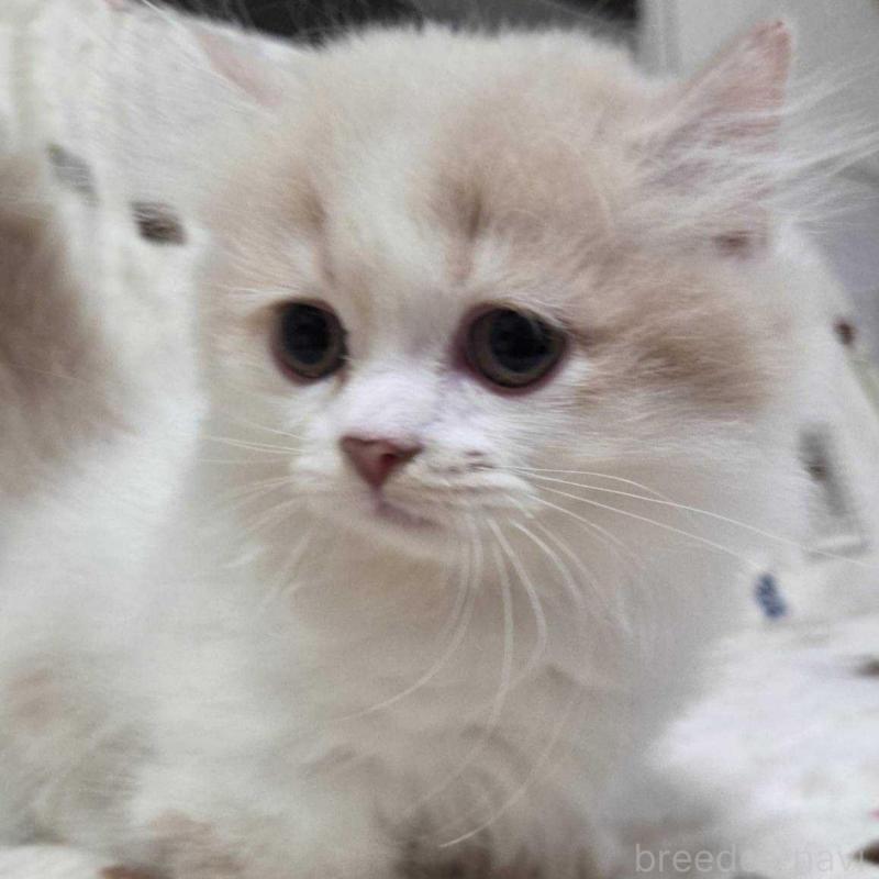 販売中の愛知県のマンチカン(短足)-134022の1枚目