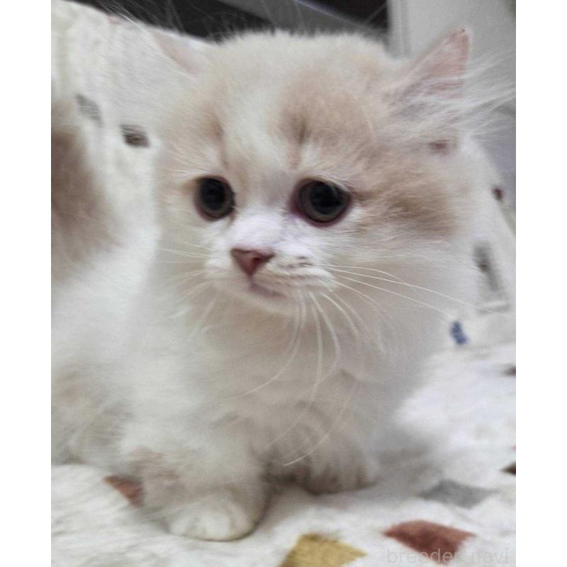 販売中の愛知県のマンチカン(短足)-134022の2枚目