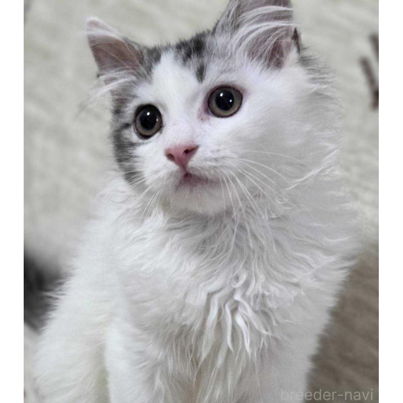 販売中の愛知県のミヌエット-134023の6枚目