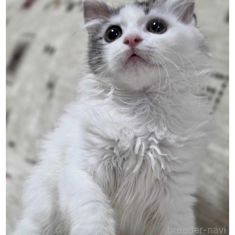 販売中の愛知県のミヌエット-134023の5枚目