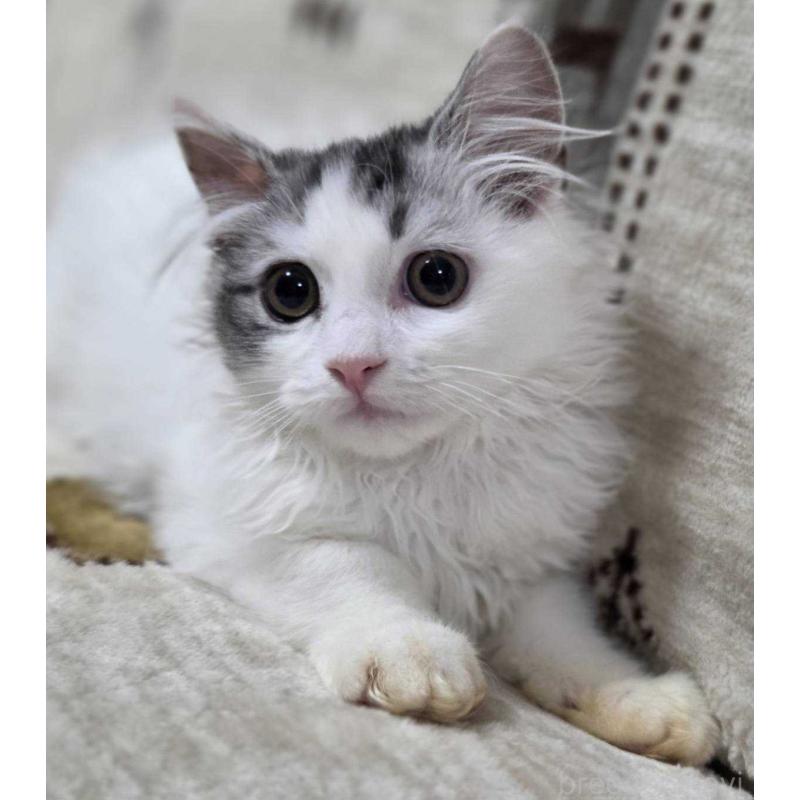 販売中の愛知県のミヌエット-134023の4枚目