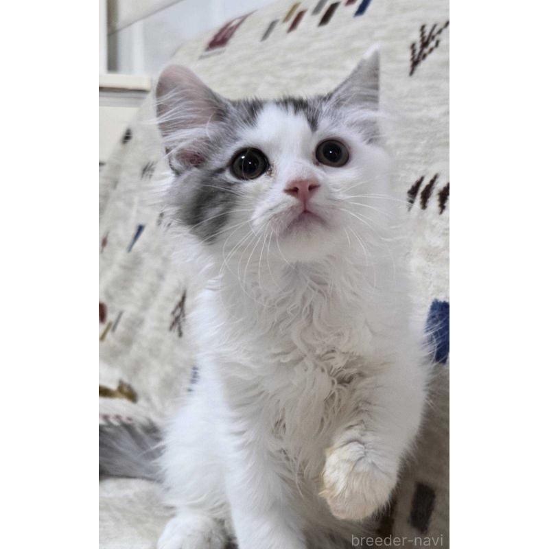 販売中の愛知県のミヌエット-134023の3枚目