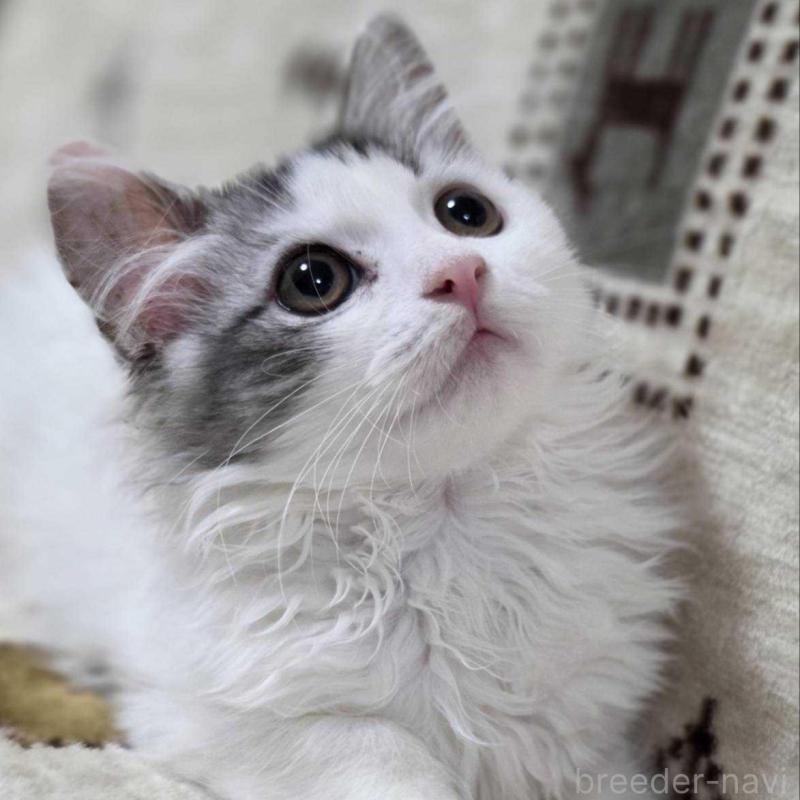 販売中の愛知県のミヌエット-134023