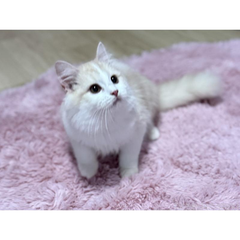 販売中の千葉県のサイベリアン-134025の6枚目