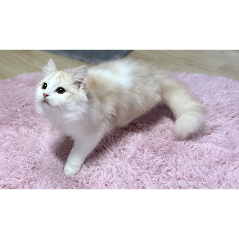 販売中の千葉県のサイベリアン-134025の5枚目