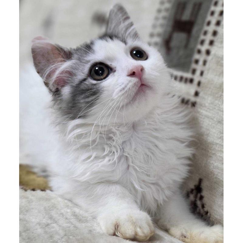 販売中の愛知県のミヌエット-134023の2枚目