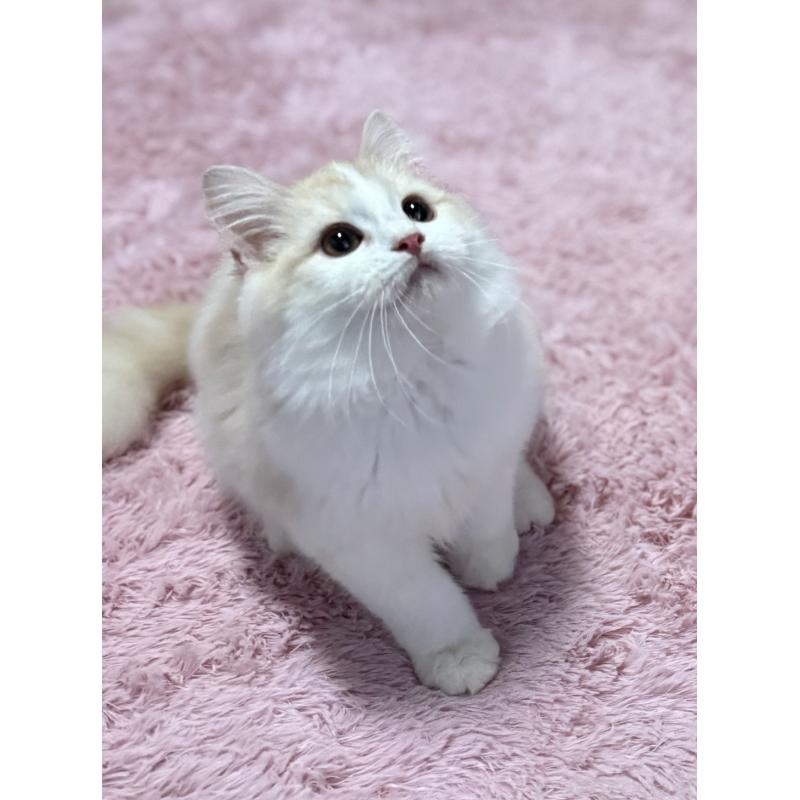 販売中の千葉県のサイベリアン-134025の4枚目