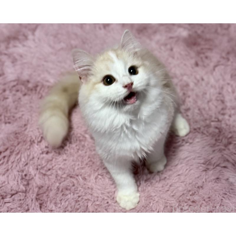 販売中の千葉県のサイベリアン-134025の3枚目