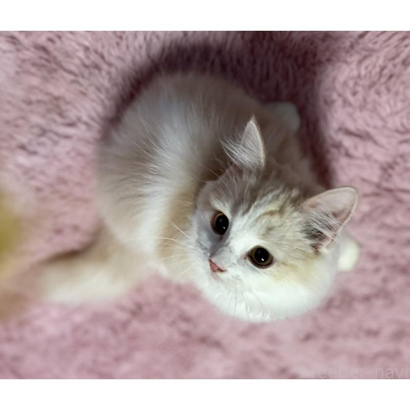 販売中の千葉県のサイベリアン-134025の2枚目